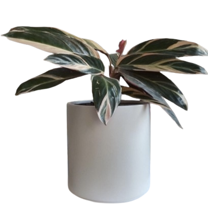 Maceta Cilindro 25x25