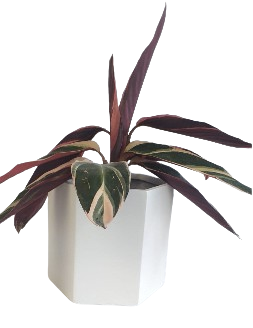 Maceta Hexagono 11x11x20