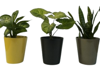 Maceta Fuji Mini 13x14