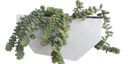 Maceta Medio Hexágono Pared 30x08x15