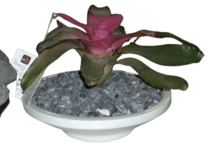 Maceta Platón con Base 30x8